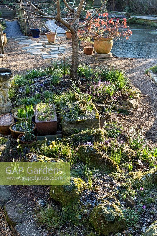 Snowdrop collection planted in rockery with range of crocus, showing wider view of the garden at sunrise 