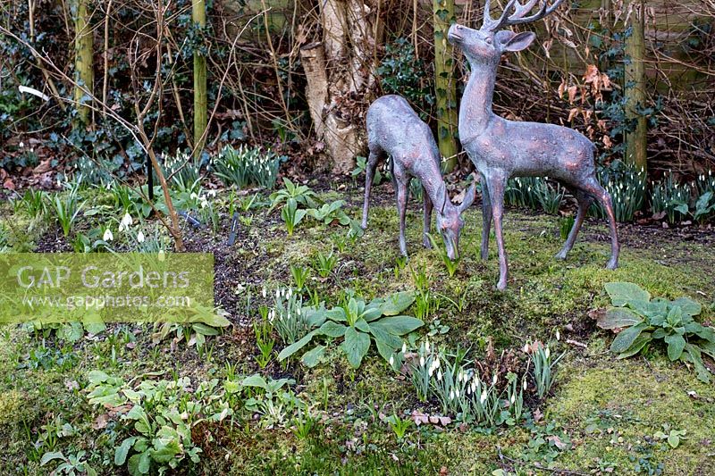 Snowdrop collection planted next to deer statues in shady area of garden near fence 