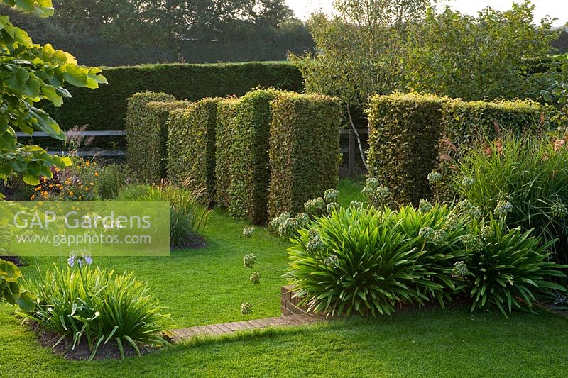 A view of a clipped Beech hedge and lawn.