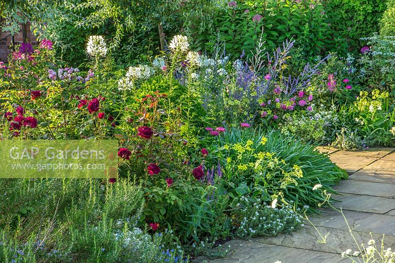 Border planted with Nicotiana 'Lime Green', Cleome spinosa 'White Queen', Rosa 'Munstead Wood', Zinnia, Perovskia 'Blue Spire' - South Garden, Morton Hall, Worcestershire