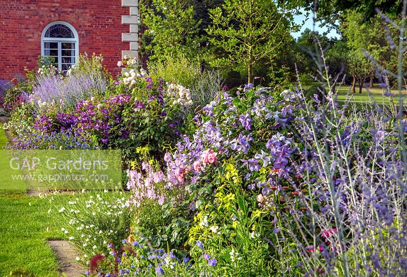 Border planted with Clematis viticella 'Emilia Plater', Perovskia 'Blue Spire', sidAlcea 'Elsie Heugh', Scabiosa ochroleuca - South Garden, Morton Hall, Worcestershire
