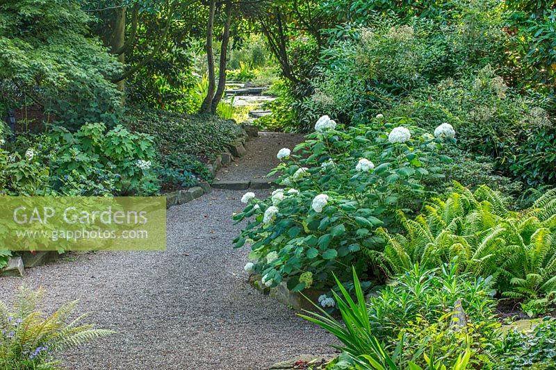 Gravel, path with ferns and Hydrangea, Worcestershire