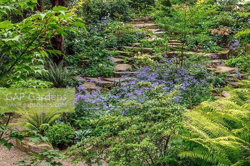 Shaded rockery with Ferns, Asters and Hydrangea, Worcestershire