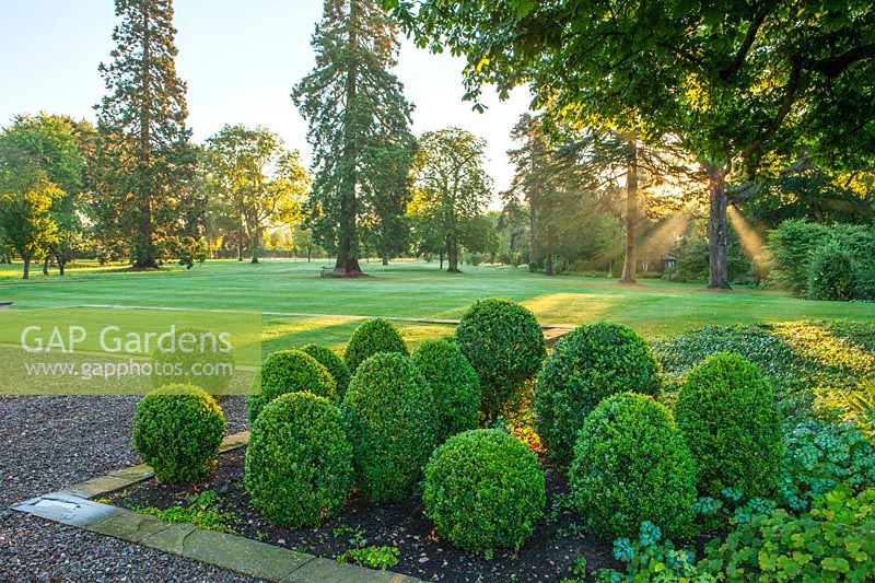 Parkland at sunrise with clipped topiary box, Worcestershire