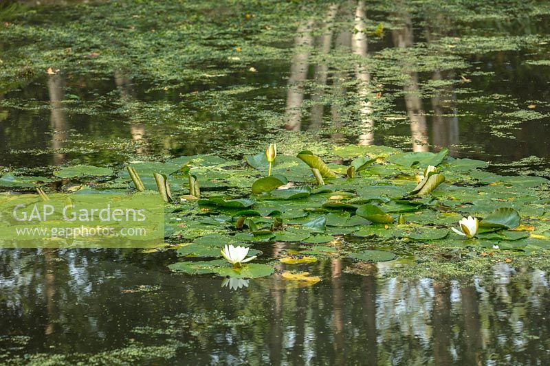 Nymphaeaceae - waterlilies with reflections of birch trees in pond.