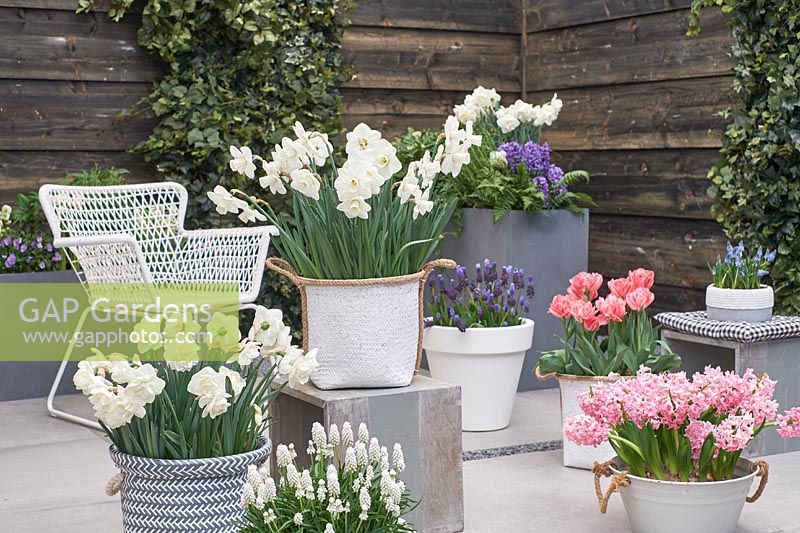 Spring flowers in pots 
