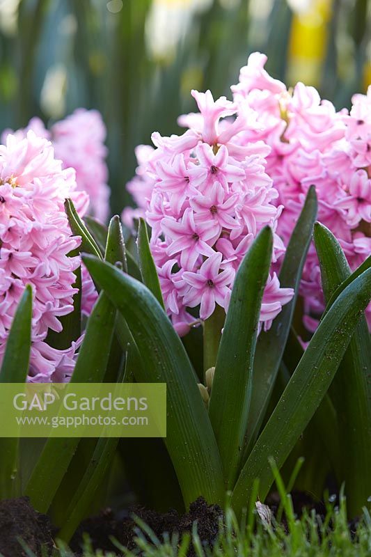 Hyacinthus 'Pink Surprise'