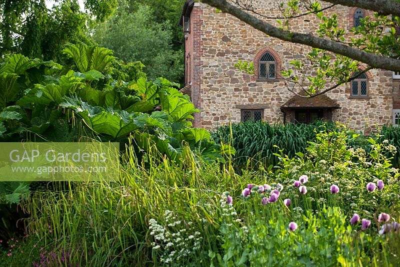 Mill with Gunnera manicata - Giant rhubarb and 'Shirley' poppies.