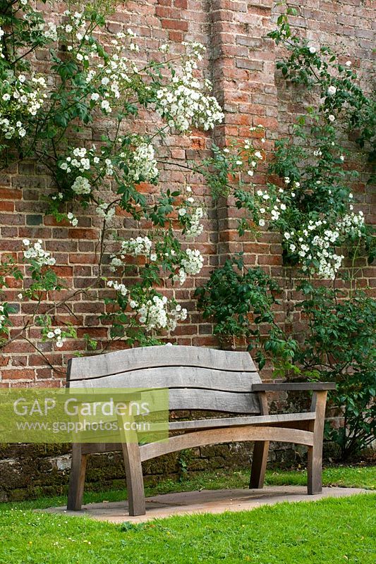 Brick wall with Rosa 'Rambling Rector' and wooden bench, Surrey