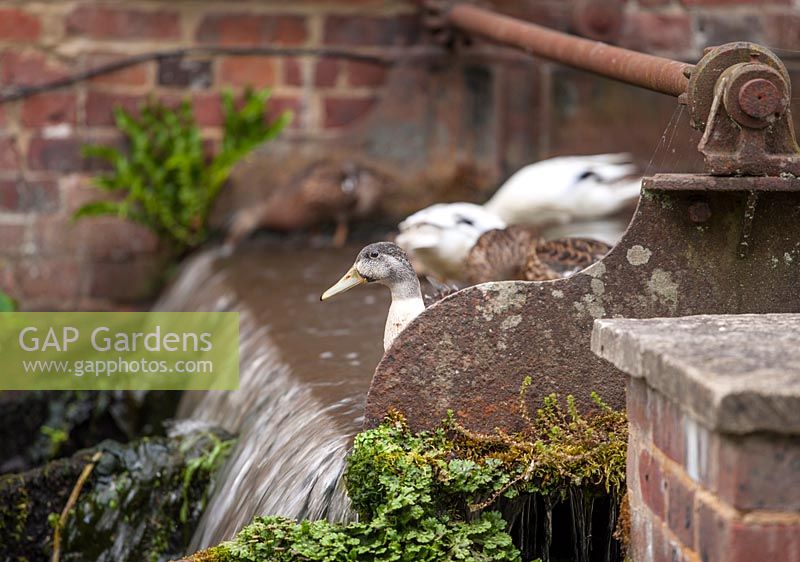 Ducks feeding on sluice beside mill, Surrey