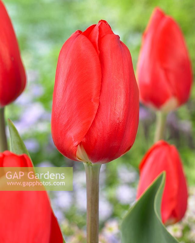 Tulipa 'Red Glow'