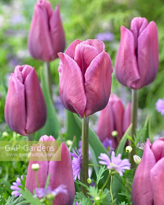 Tulipa 'Copex'
