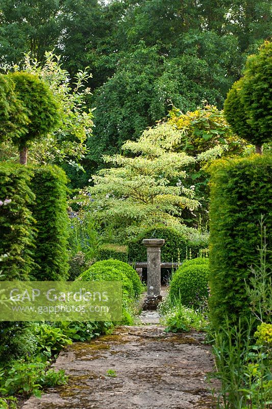 Formal clipped topiary Taxus pillars lead to focal point of Cornus controversa 'Variegata'. 
