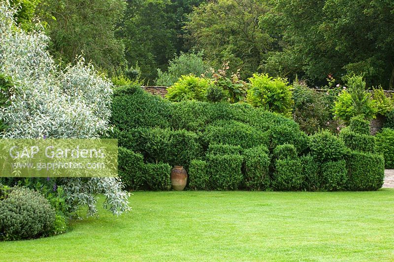 Sculpted Box hedge and lawn in summer