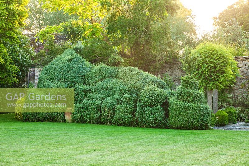 A sculpted Buxus - Box - hedge. 