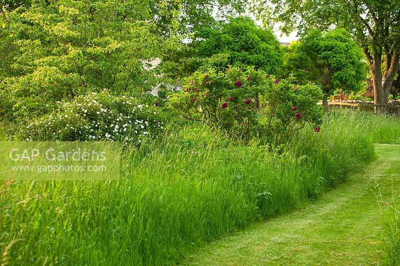 A mown grass path bordering an orchard with naturalised and wildlife-friendly planting. 