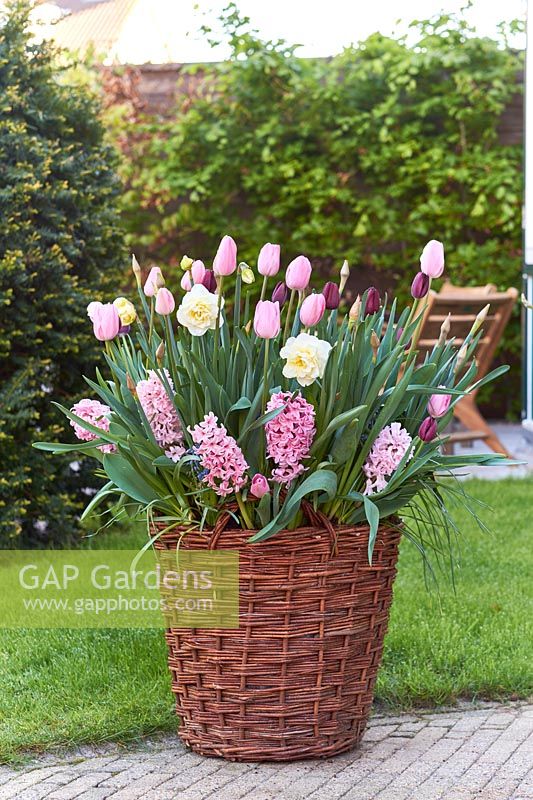 Wicker container planted with spring flowering bulbs.