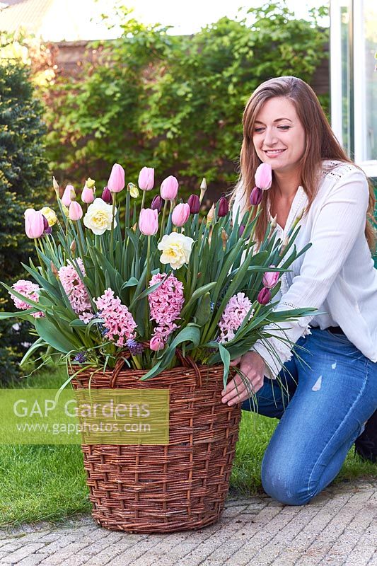 Woman placing a wicker container planted with spring flowering bulbs. 