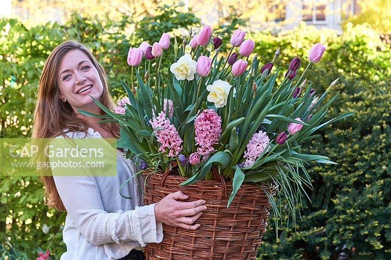 Woman carrying basket planted with spring flowering bulbs.