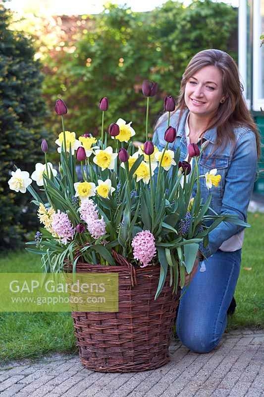 Woman placing a wicker container planted with spring flowering bulbs.