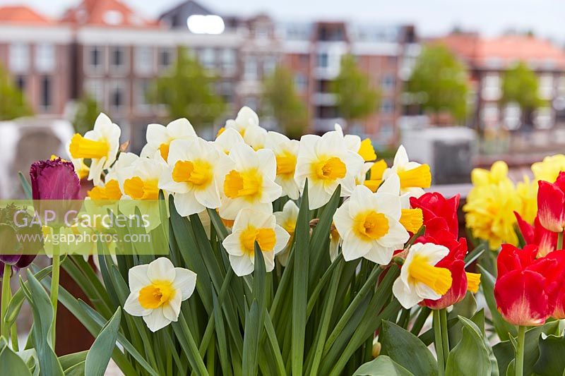 View of Narcissus - Daffodils - on roof terrace with view to street behind. 