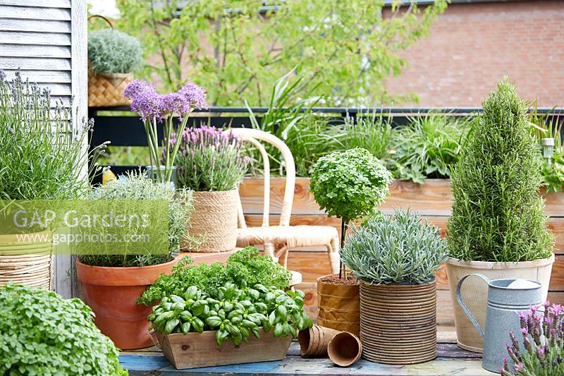View of potted Herb collection on roof terrace. 