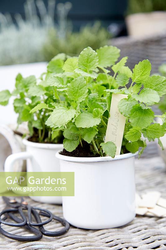 Melissa officinalis - Lemon balm - in cup containers. 