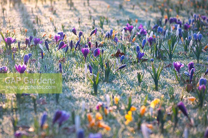 Crocuses in lawn covered with frost