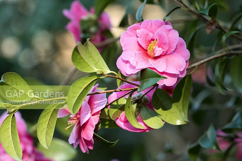 Camellia 'Inspiration' reticulata x saluenensis