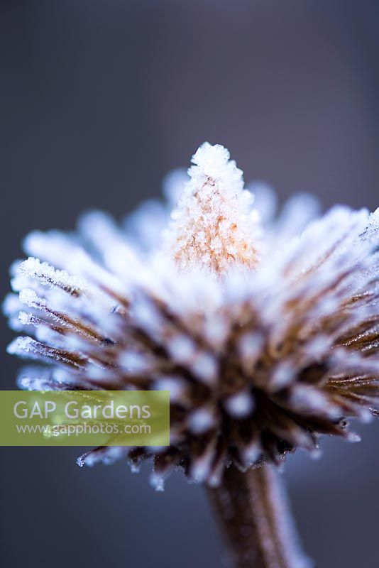 Echinacea purpurea 'Prairie Splendor' covered with frost