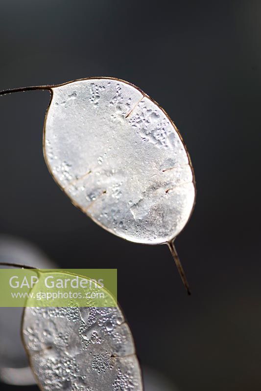 Transparent seedhead of Lunaria annua - Honesty - covered with ice 