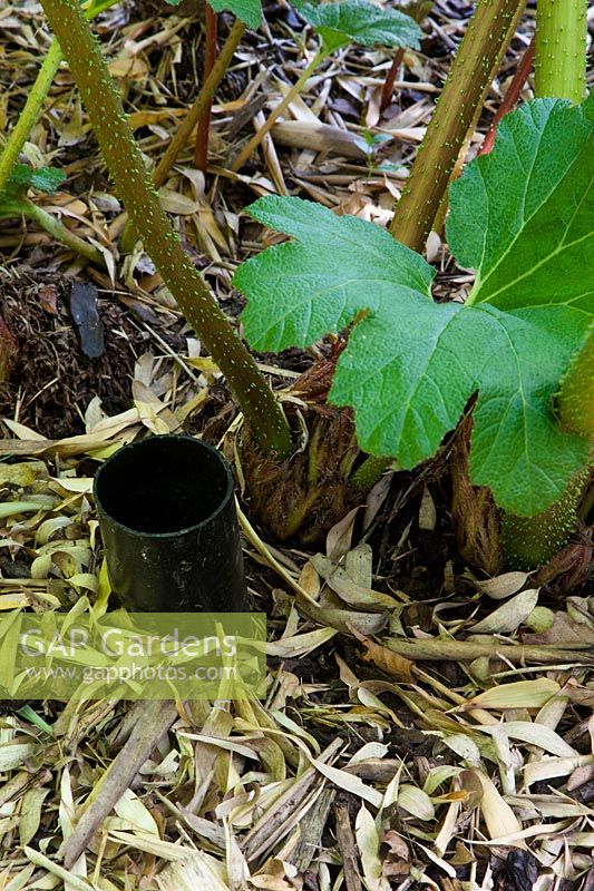 Drainpipe planted next to Gunnera manicata to get water directly to the roots.