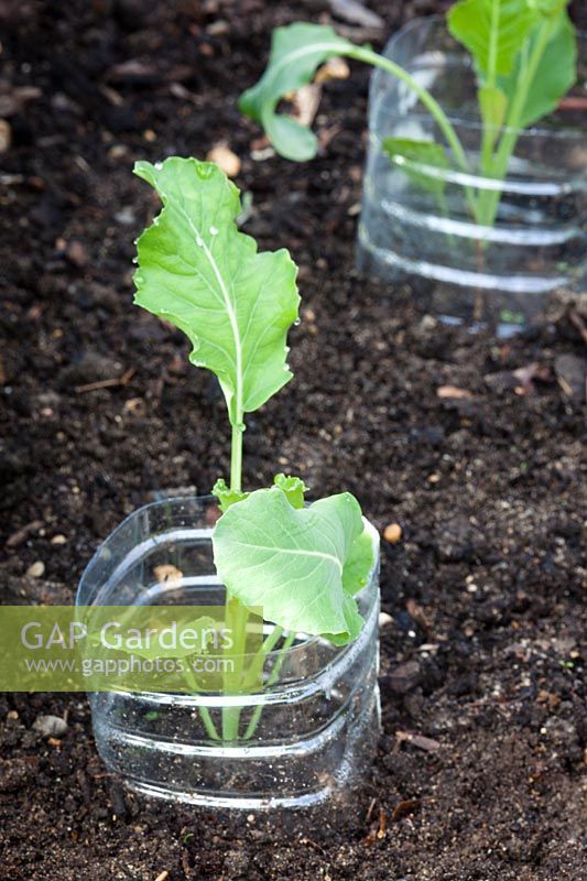 Cabbage seedling with protective collars made from recycled plastic drinks bottles.