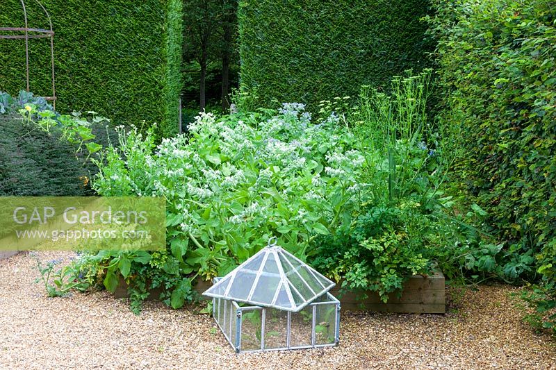 A victorian glass cloche sits next to a bed of herbs.