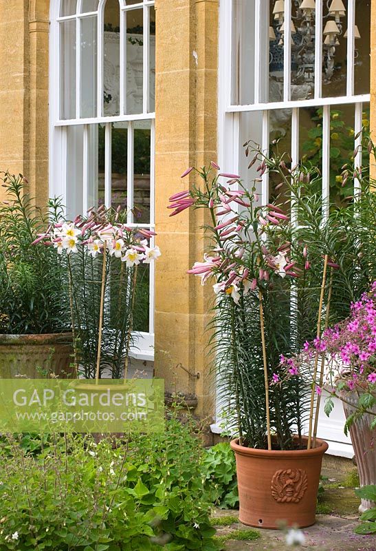 Terracotta pots planted with flowering Lilium regale stand by house. 
