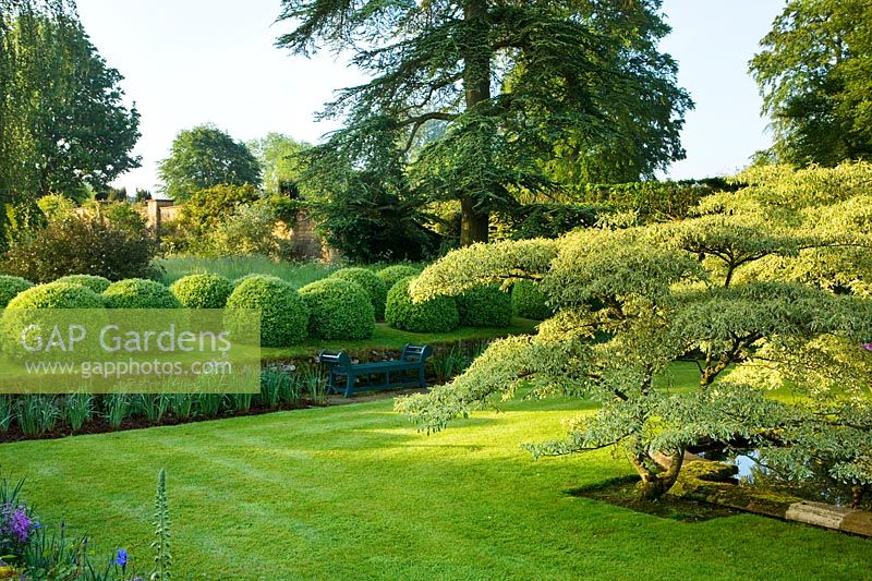 View across formal garden, including mown lawn, trees and clipped topiary balls. 
