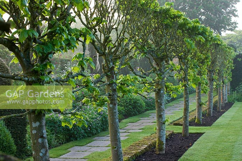 A row of clipped topiary stilt hedging