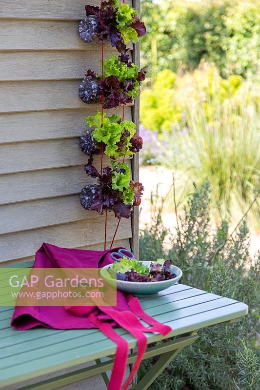 Freshly harvested mixed lettuce leaves on plate grown in a vertical planter made from recycled plastic bottles. 
