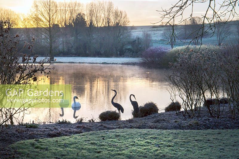View of swans on lake at dawn. 