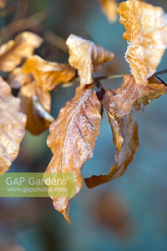 Frosty dried brown leaves of Fagus - Beech. 