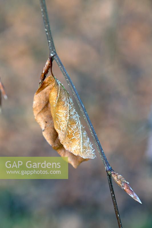 Frosty dried brown leaves of Fagus - Beech.