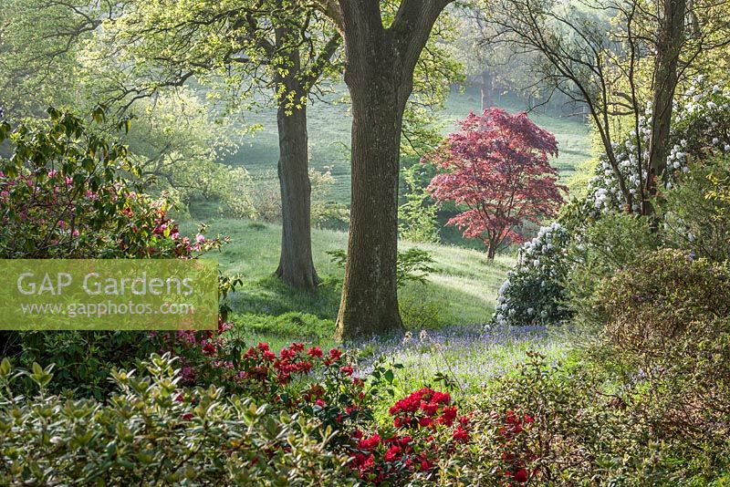View of trees and flowering shrubs at High Beeches, Sussex, UK. 