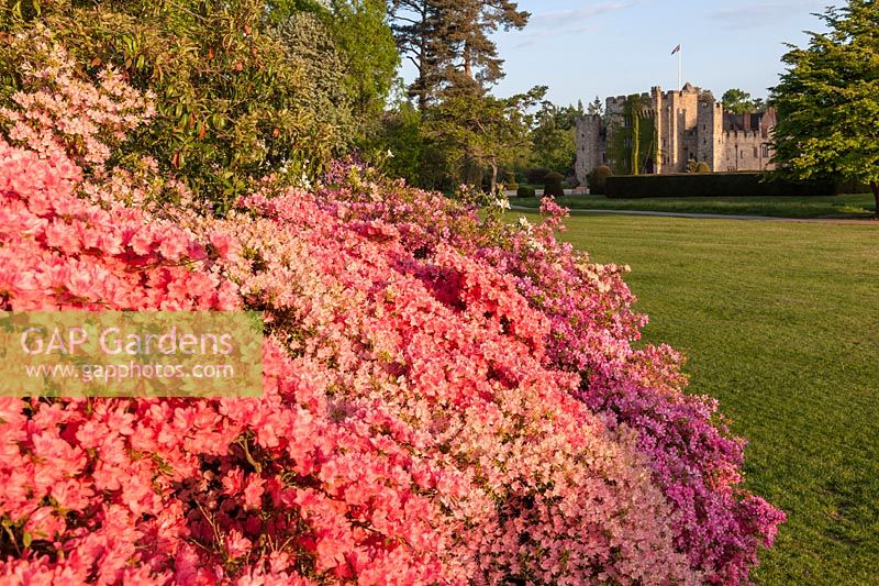 View past flowering Rhododrendrons to Hever Castle, Kent, UK
