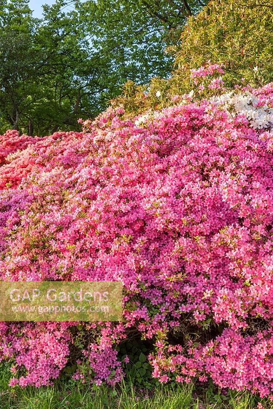 Mixed Flowering Rhododendron - Azalea