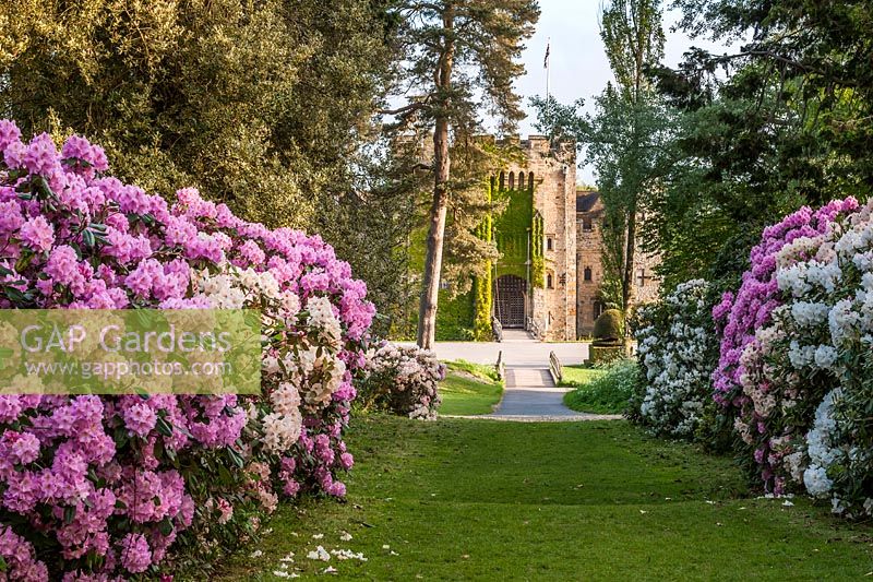 View of grass pathway, bordered by flowering Rhododendrons, leading to Hever Castle, Kent. 