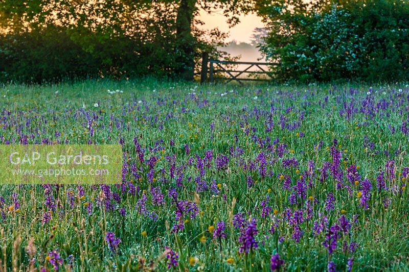 View of Orchis morio - Green-winged Orchid - growing in Marden Meadow, East Kent, UK.