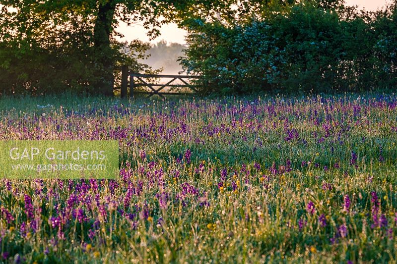 View of Orchis morio - Green-winged Orchid - growing in Marden Meadow, East Kent, UK.