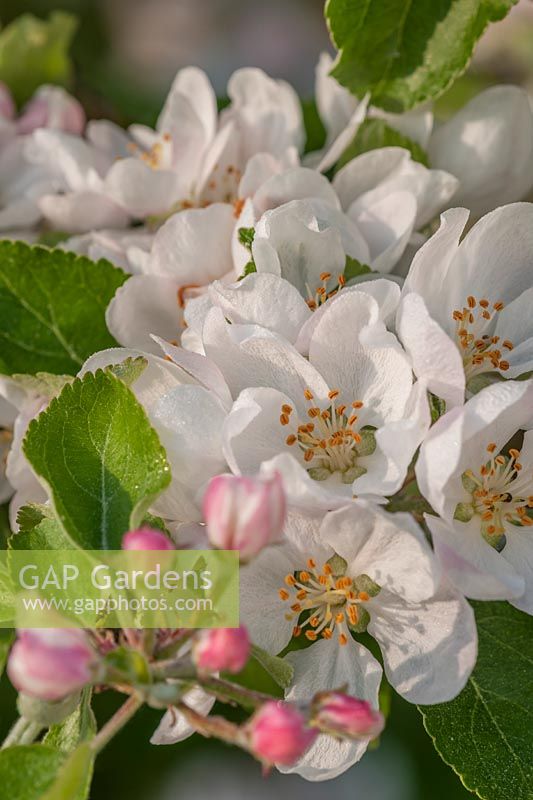 Apple blossom Malus 'Crawley Beauty'