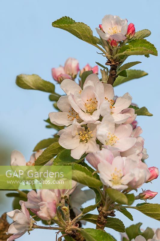 Apple blossom Malus 'Crawley Beauty'