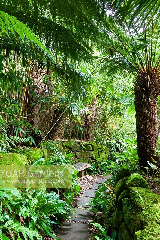 Shady pathway with Dicksonia antarctica - Tree ferns and Pseudosasa japonica, Bamboo 